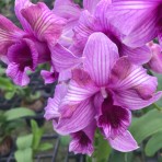 Dendrobium Giant Pink X Candy Stripe B S
